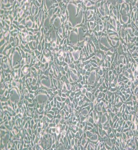 AAV-293人胚腎細胞主圖