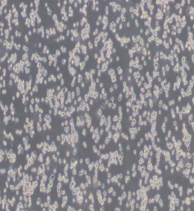 AgC11x3A; NR8383.1 大鼠肺泡巨噬細胞主圖