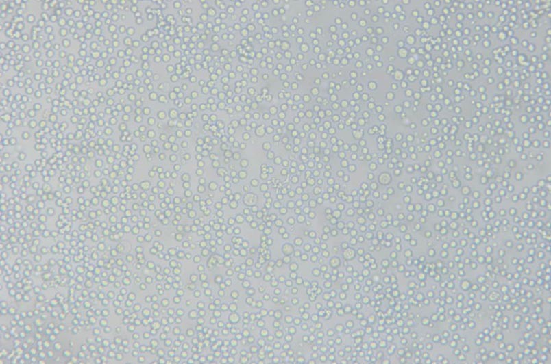 L1210小鼠白血病細(xì)胞主圖