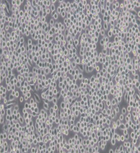 J774A.1小鼠單核巨噬細(xì)胞主圖