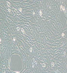 HT22小鼠海馬神經(jīng)元細胞主圖