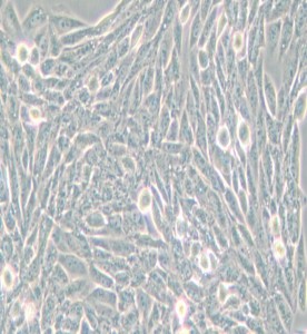 Lec1/Pro-5WgaRI3C倉(cāng)鼠卵巢細(xì)胞主圖