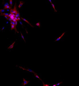 大鼠肝內膽管上皮細胞主圖