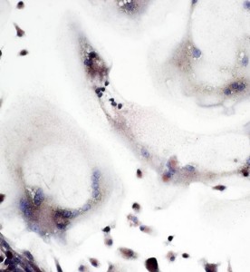 大鼠破骨細(xì)胞主圖