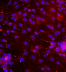 大鼠真皮微血管內皮細胞主圖