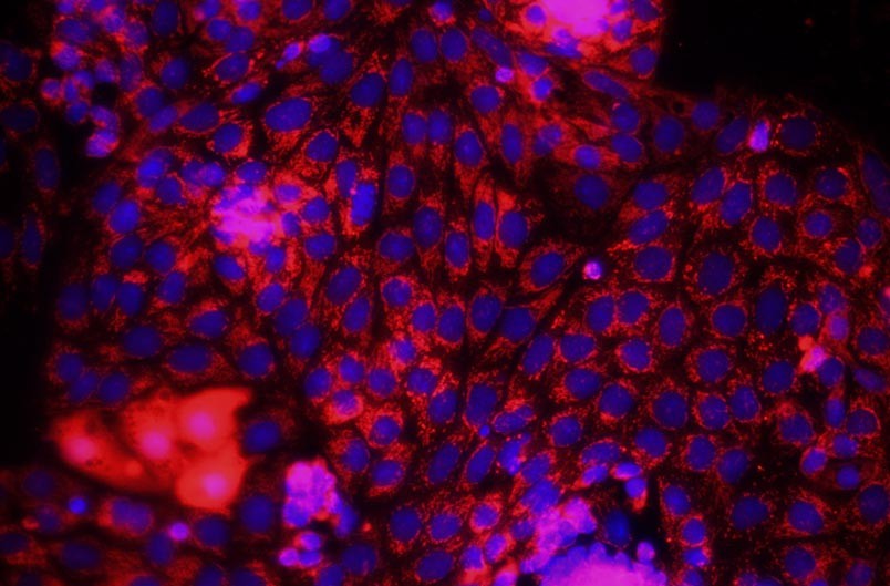 小鼠腎小管上皮細胞主圖