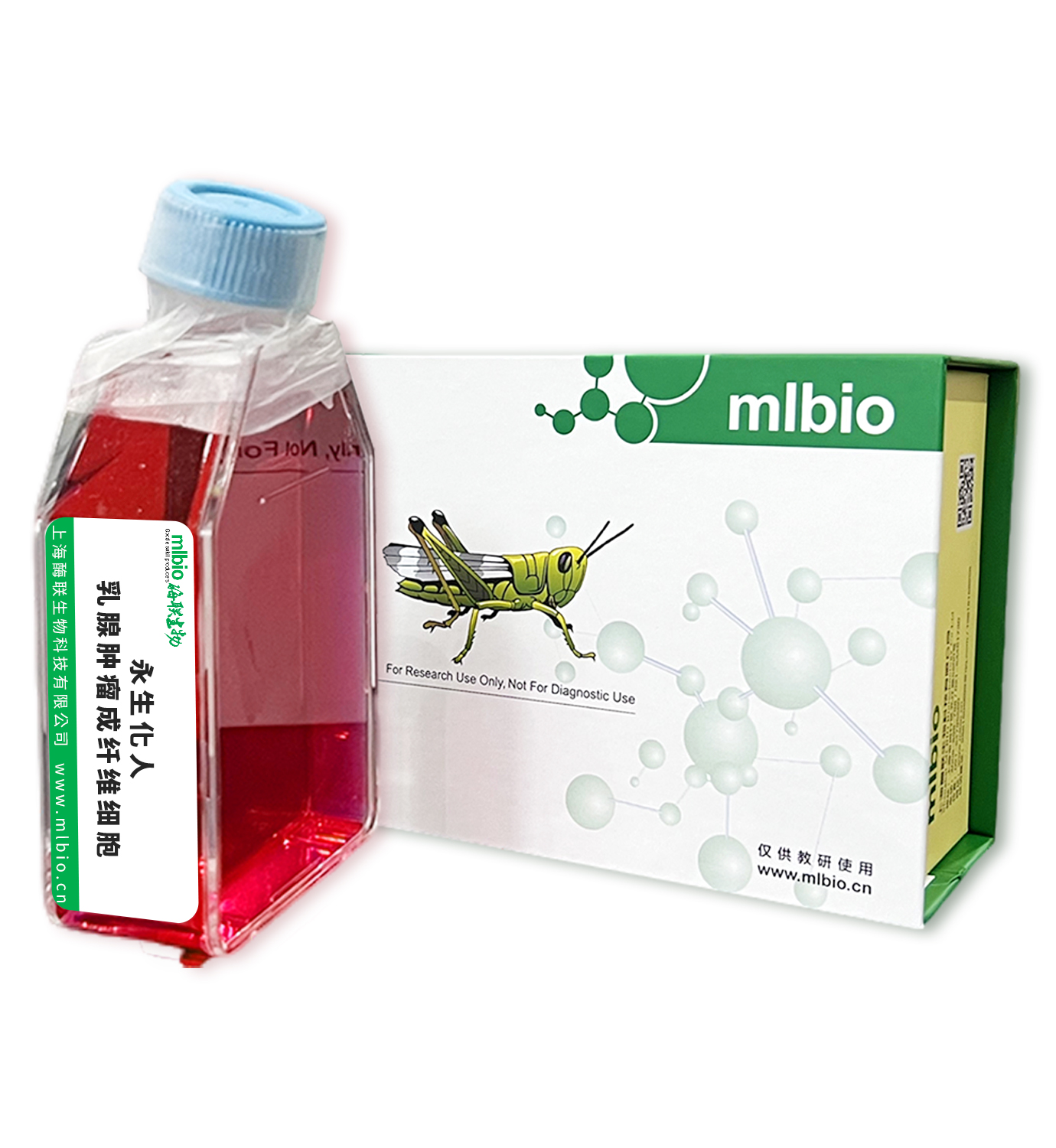 永生化人乳腺腫瘤成纖維細胞主圖