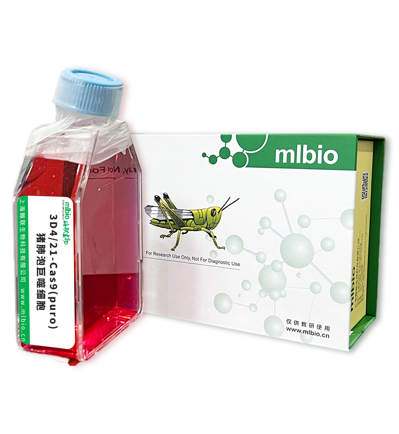 3D4/21-Cas9(puro)豬肺泡巨噬細胞主圖