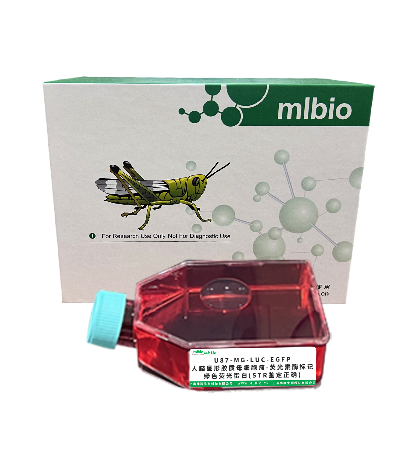 U87-MG-LUC-EGFP/人腦星形膠質母細胞瘤-熒光素酶標記-綠色熒光蛋白(STR鑒定正確)主圖