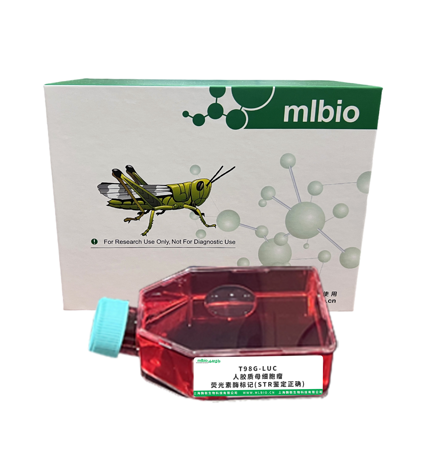 T98G-LUC/人膠質母細胞瘤-熒光素酶標記(STR鑒定正確)主圖