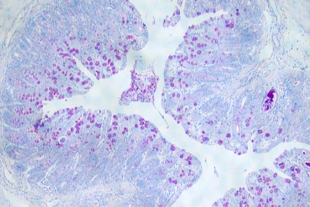 PAS染色(中性粘液和杯狀細胞)主圖