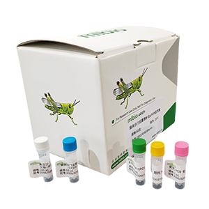 獸類衣原體探針法qPCR試劑盒(不含內參)主圖