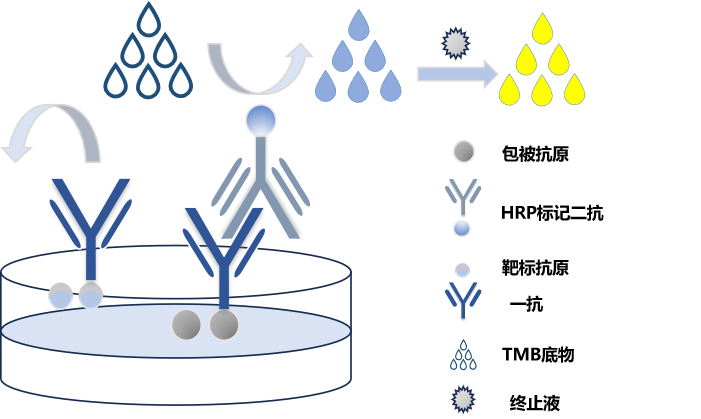 17&alpha;-羥基孕酮試劑盒原理